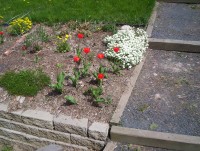 Highlight for Album: D's Garden - April 2006