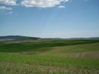Highlight for Album: Palouse - May 2005